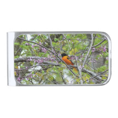 Baltimore Oriole  Silver Finish Money Clip