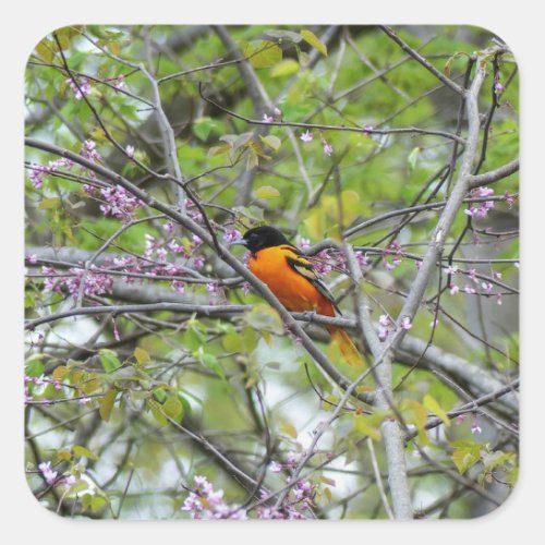 Baltimore Oriole Square Sticker