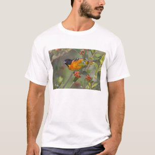 Baltimore Oriole T-Shirt