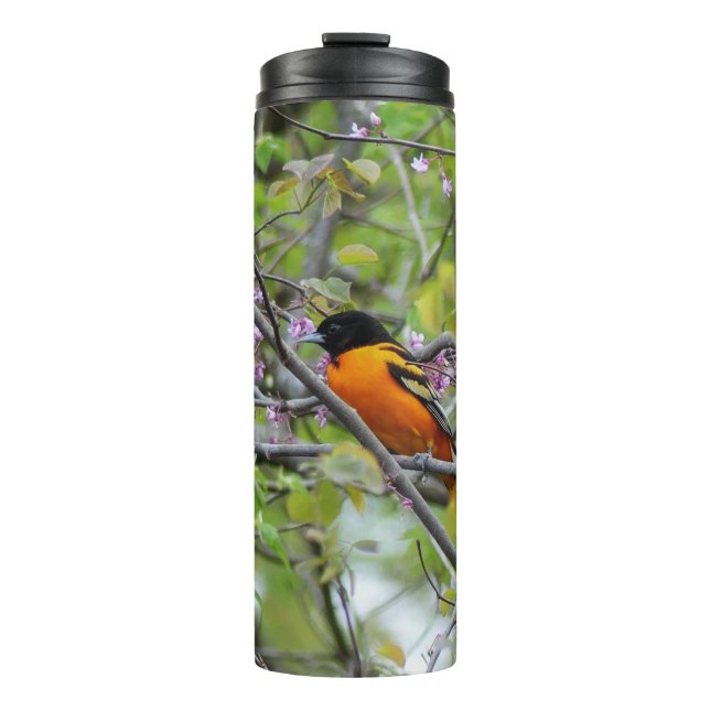 Baltimore Oriole Thermal Tumbler (Front)