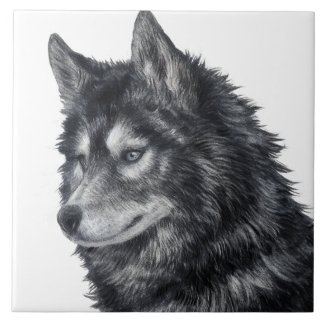 Balto Dog Illustration