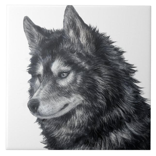 Balto Dog Illustration Ceramic Tile (Front)