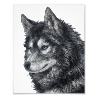 Balto Dog