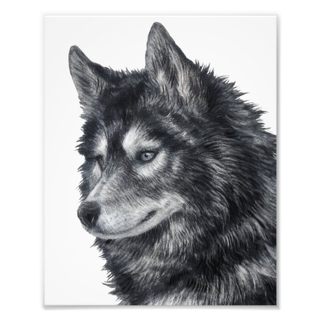 Balto Dog Photo Print (Front)