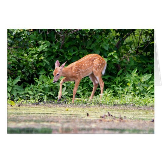 Bambi by the water cards (Front Horizontal)