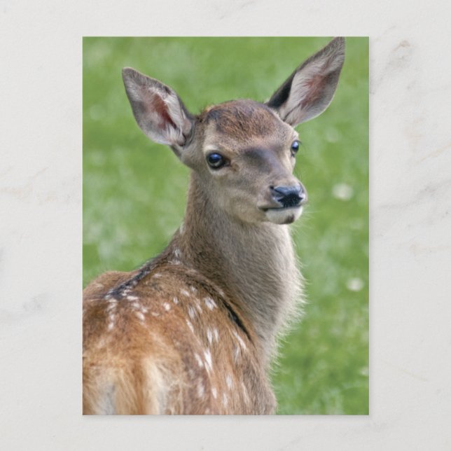 Bambi Postcard (Front)