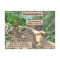 Bambiraptor - Dinosaur - Learning Card