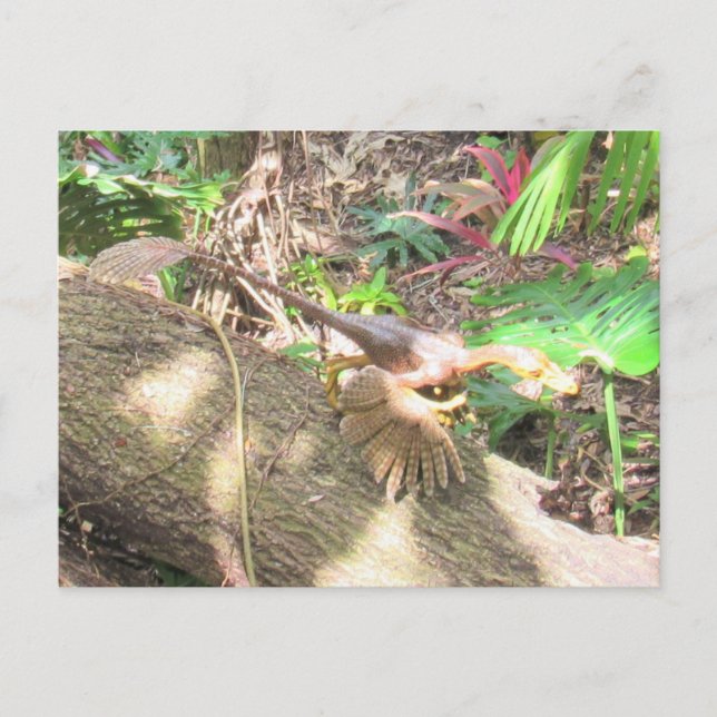Bambiraptor - Dinosaur - Learning Card (Front)