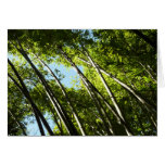 Bamboo Botanical Nature Photography Cards