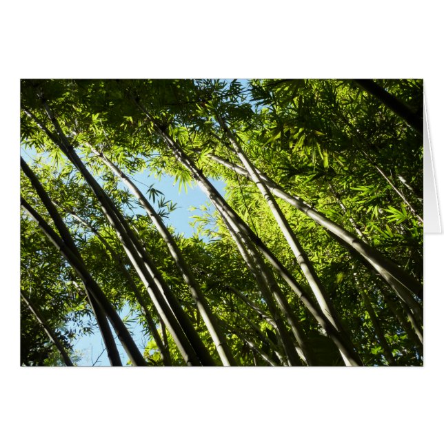 Bamboo Botanical Nature Photography Cards (Front Horizontal)