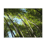 Bamboo Botanical Nature Photography Postcard