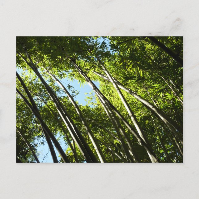 Bamboo Botanical Nature Photography Postcard (Front)