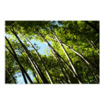 Bamboo Botanical Nature Photography Poster