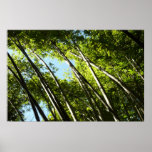 Bamboo Bright Green Nature Poster