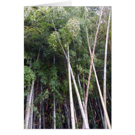 Bamboo Dance Cards (Front)