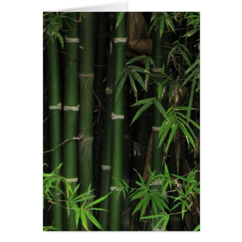 Bamboo  Fao Rai Nong Khai Isaan Thailand
