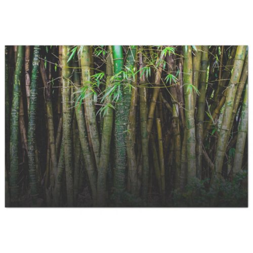 Bamboo Forest Decoupage 11 Background 2 Tissue Paper