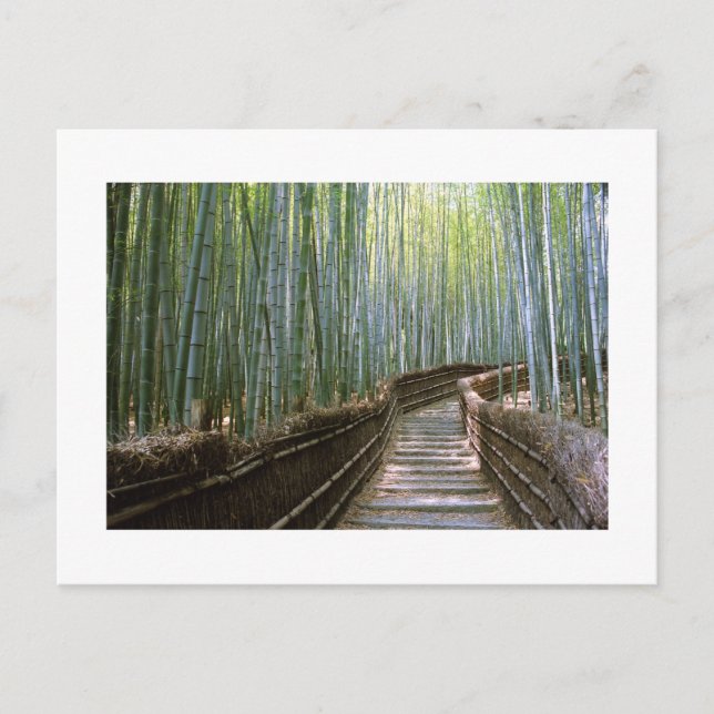 Bamboo Forest in Sagano, Kyoto  Postcard (Front)