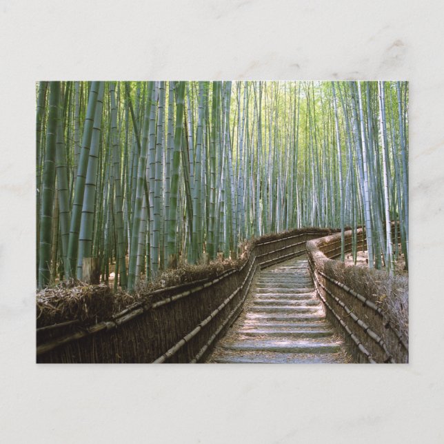 Bamboo Forest: Kyoto, Japan Postcard (Front)
