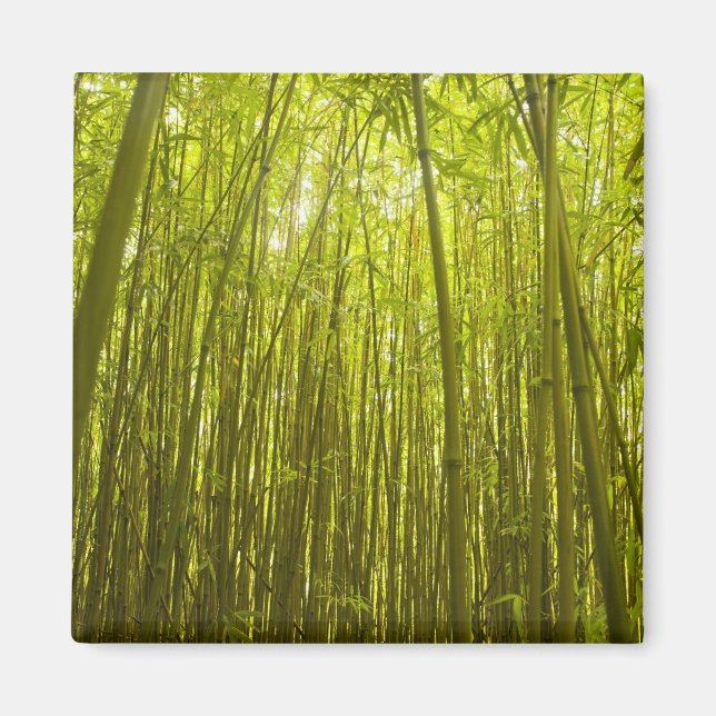 Bamboo Forest near Waikamoi Ridge Trail, North Magnet (Front)