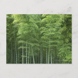 Bamboo Forest Postcard
