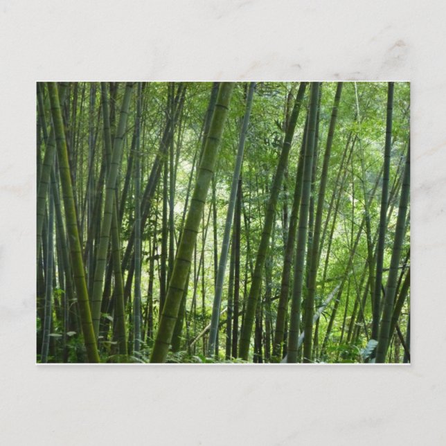 Bamboo forest Postcard (Front)