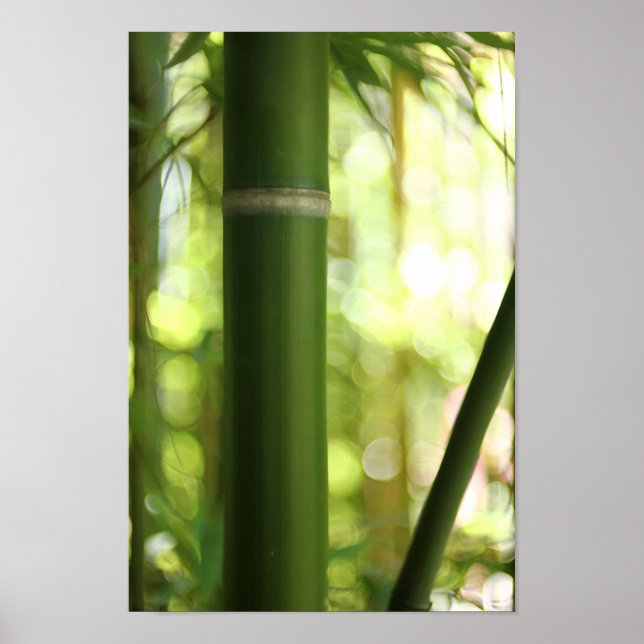 Bamboo Forest (Poster) Poster (Front)