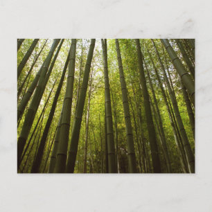Bamboo Forest: Sagano, Kyoto Postcard
