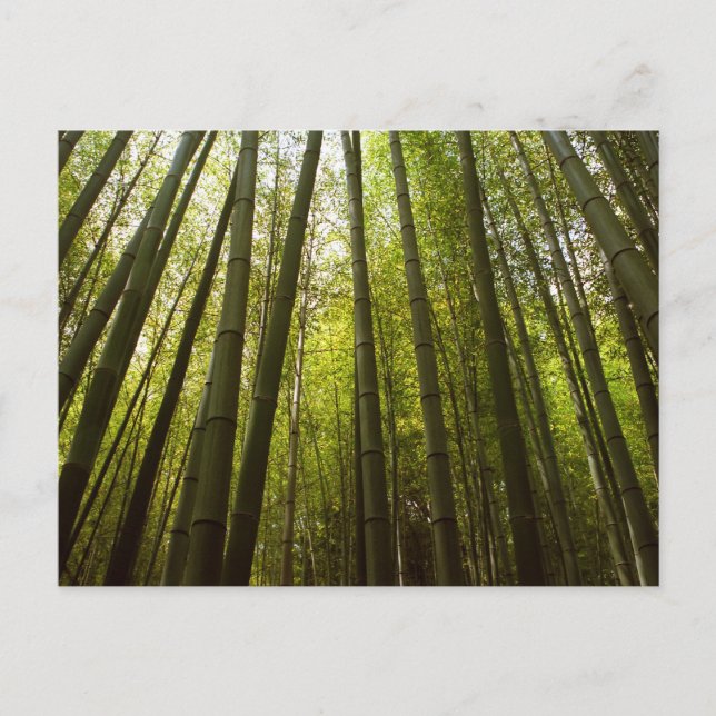 Bamboo Forest: Sagano, Kyoto Postcard (Front)