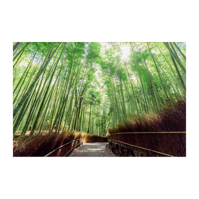 Bamboo Grove | Arashiyama, Kyoto, Japan Acrylic Print (Front)