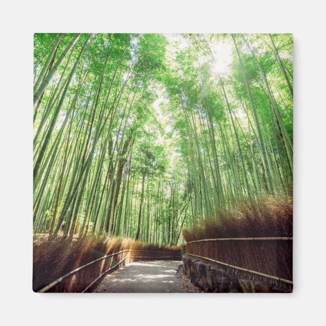 Bamboo Grove | Arashiyama, Kyoto, Japan Magnet (Front)