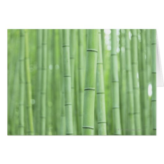 Bamboo Grove Cards (Front Horizontal)