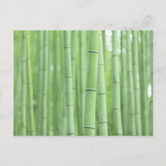 Bamboo Grove Postcard (Front)