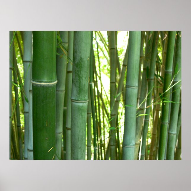 Bamboo Grove Poster (Front)