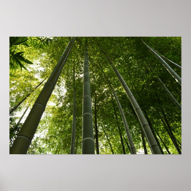 Bamboo Grove: Tokyo, Japan Poster (Front)