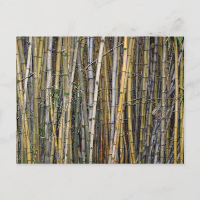 Bamboo in Hilo, Hawaii Postcard Zazzle