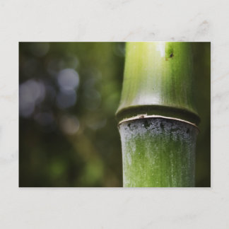 Bamboo Postcard (color)
