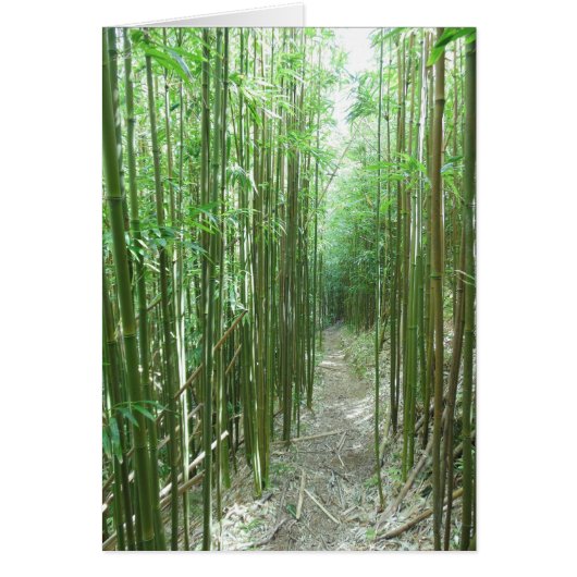 Bamboo Trail Cards (Front)