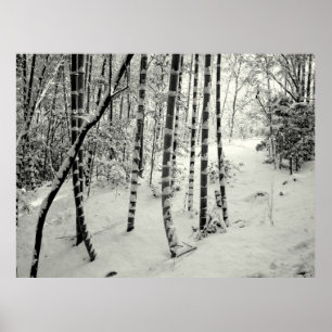 Bamboo trunks in snow poster