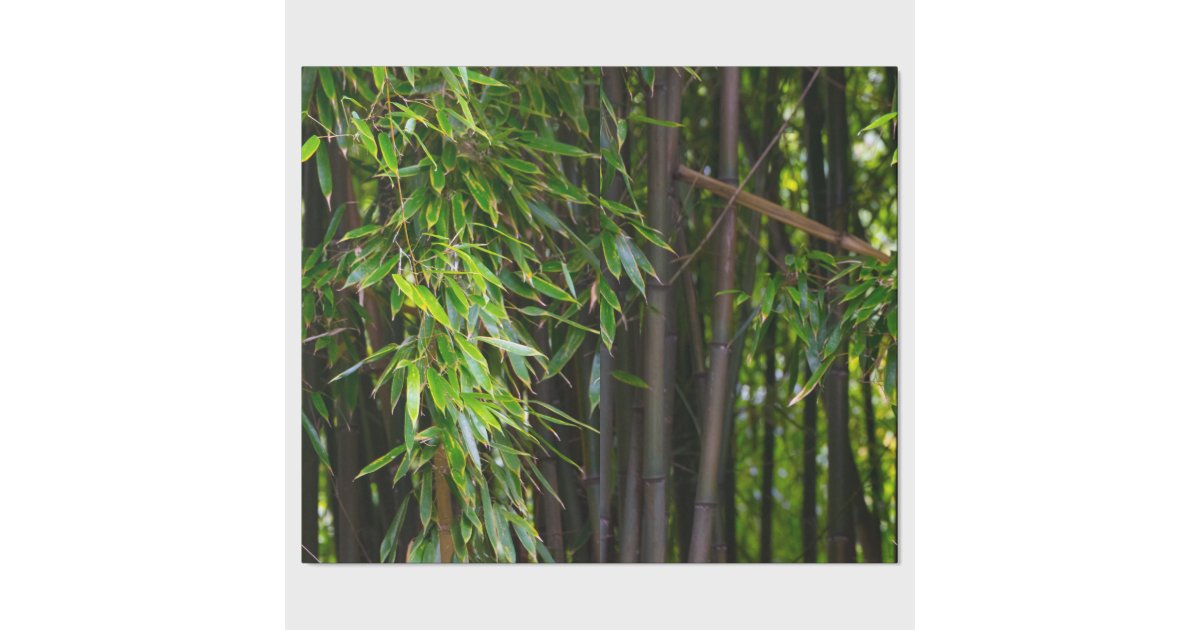 Bamboo Wrapping Paper | Zazzle