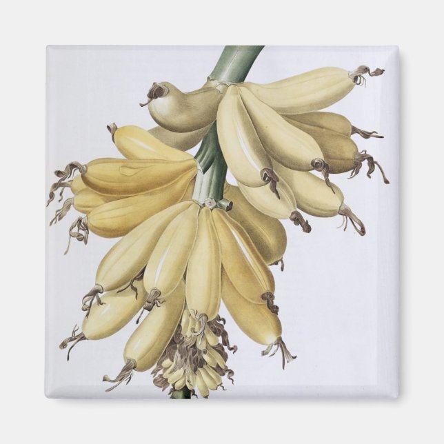 Banana, 1816 magnet (Front)