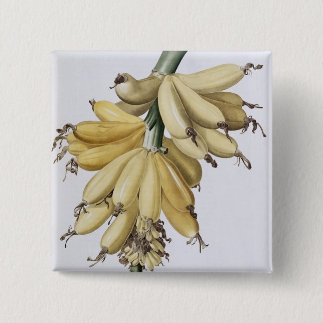 Banana, 1816 pinback button (Front)