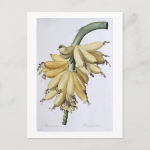 Banana, 1816 postcard