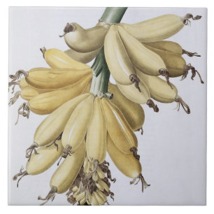 Banana, 1816 tile