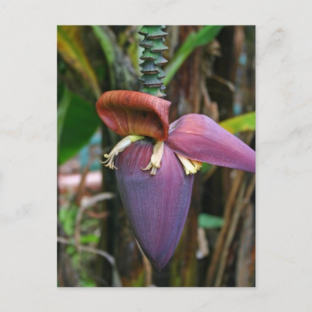Banana Blossom Postcard (Front)