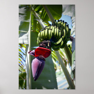 Banana Bunch and Flower Stalk Poster