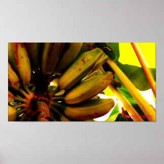 Banana Bunch Poster