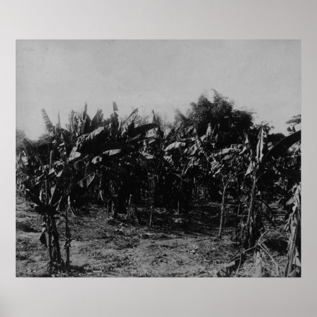 Banana Cultivation, Trinidad, c.1891 Poster (Front)
