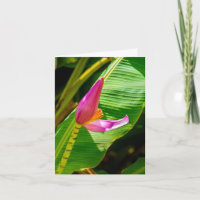 Banana Flower, Limahuli Gardens, Kauai