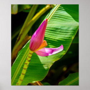 Banana Flower, Limahuli Gardens, Kauai Vertical Poster